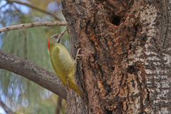 Picus vaillantii