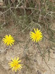 Ursinia discolor