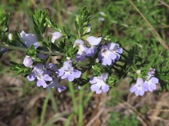 Prostanthera behriana