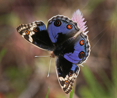 Junonia orithya swinhoei