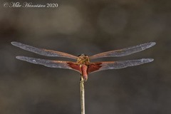 Tramea carolina