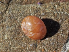 Natica pseustes