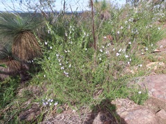 Prostanthera behriana