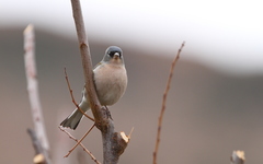 Fringilla coelebs africana