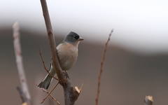 Fringilla coelebs africana