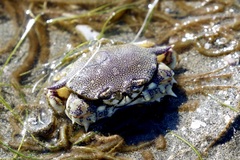 Matuta victor