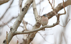 Fringilla coelebs africana