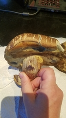 Caloboletus frustosus