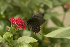 Papilio erostratus image