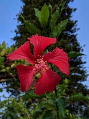 Hibiscus × archeri