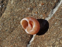 Natica pseustes