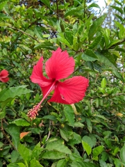 Hibiscus × archeri