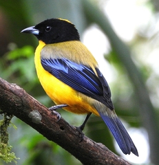 Anisognathus notabilis