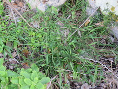 Ehrharta erecta erecta