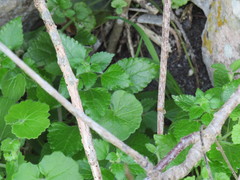 Didymodoxa capensis capensis