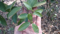 Cordiera elliptica