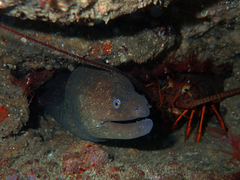 Gymnothorax mordax