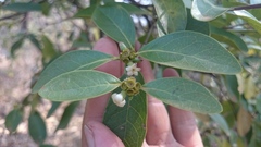 Cordiera elliptica