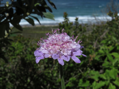 Image of Scabiosa africana by (c) Jeremy Gilmore, some rights reserved (CC BY)