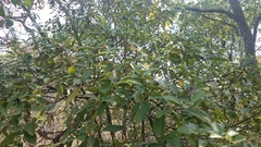 Cordiera elliptica