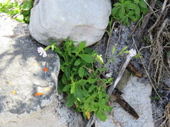 Silene undulata undulata