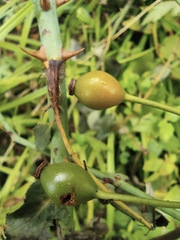 Rosa multiflora cathayensis