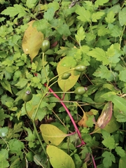Rosa multiflora cathayensis