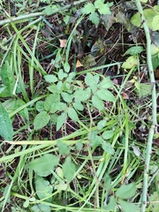 Rosa multiflora cathayensis