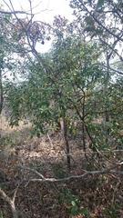 Cordiera elliptica