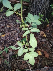 Rosa multiflora cathayensis