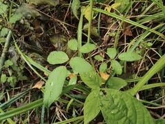 Rosa multiflora cathayensis