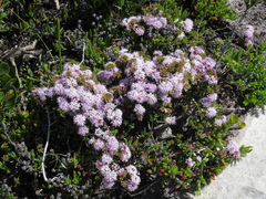 Agathosma lanceolata