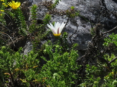 Arctotis aspera aspera