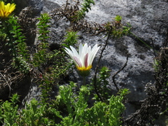 Arctotis aspera aspera