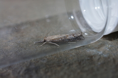 Neodactria luteolellus