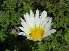 Arctotis aspera aspera