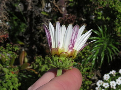 Arctotis aspera aspera