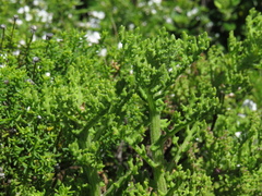 Arctotis aspera aspera