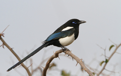 Pica mauritanica