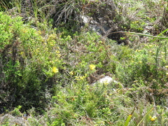 Cullumia setosa setosa