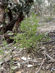 Pimelea hewardiana