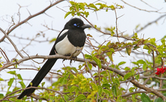 Pica mauritanica