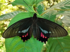 Parides lysander