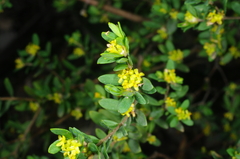 Pimelea hewardiana