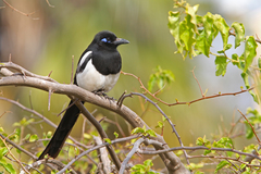 Pica mauritanica