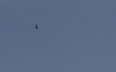 Falco peregrinus pelegrinoides