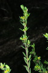 Pimelea hewardiana