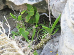 Ehrharta erecta erecta