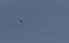 Falco peregrinus pelegrinoides