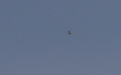 Falco peregrinus pelegrinoides